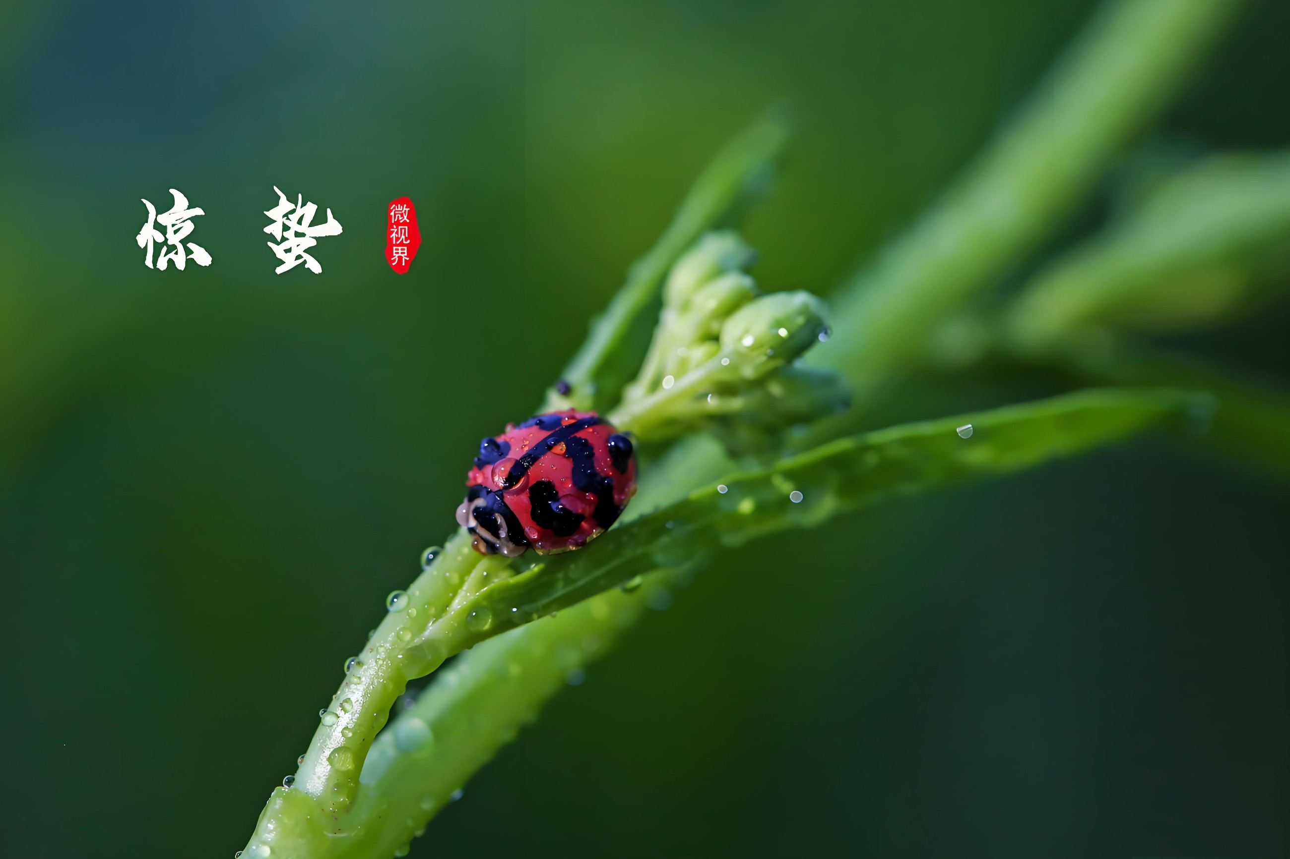 驚蟄春雷動，亳藥千草護安康｜順應(yīng)天時調(diào)身心，解鎖春日養(yǎng)生密碼